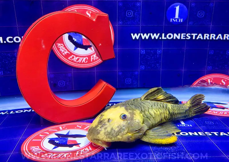 L56Y Yellow Chubby Pleco - WYSIWYG For Sale Online | Lone Star Rare Exotic Fish Co.
