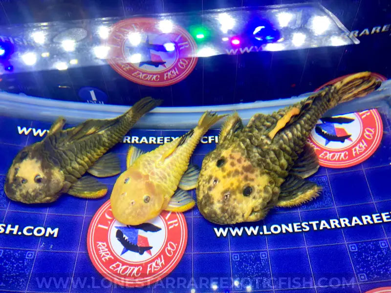 L56Y Yellow Chubby Pleco - WYSIWYG For Sale Online | Lone Star Rare Exotic Fish Co.