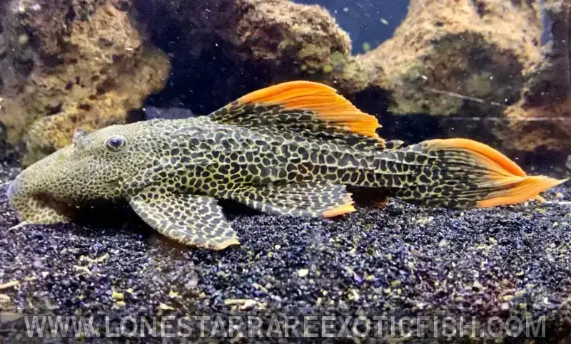 L600 Leopard Cactus Pleco / Pseudacanthicus Leopardus Live Freshwater Tropical Fish for Sale Online