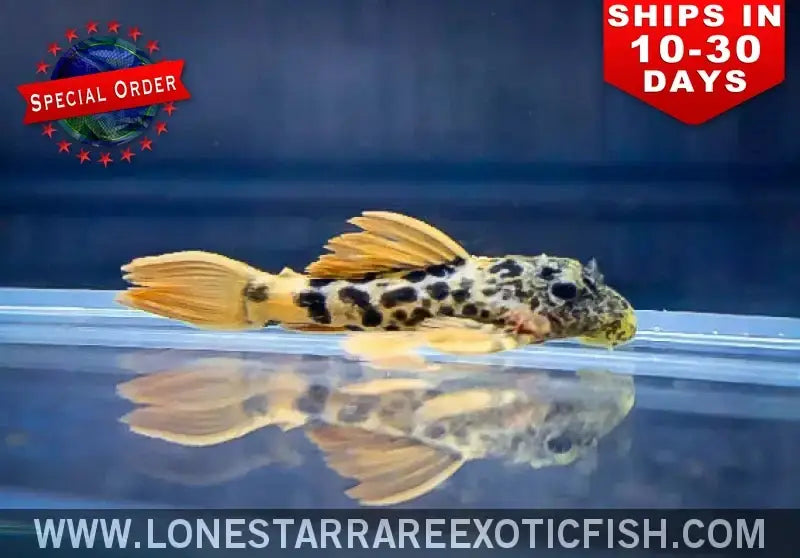 L600 Leopard Cactus Pleco / Pseudacanthicus Leopardus Live Freshwater Tropical Fish for Sale Online