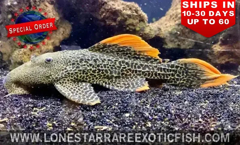 L600 Leopard Cactus Pleco / Pseudacanthicus Leopardus (special Order) Live Freshwater Tropical Fish for Sale Online