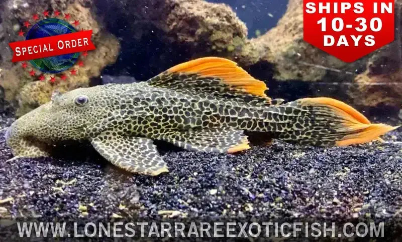 L600 Leopard Cactus Pleco / Pseudacanthicus Leopardus Live Freshwater Tropical Fish for Sale Online