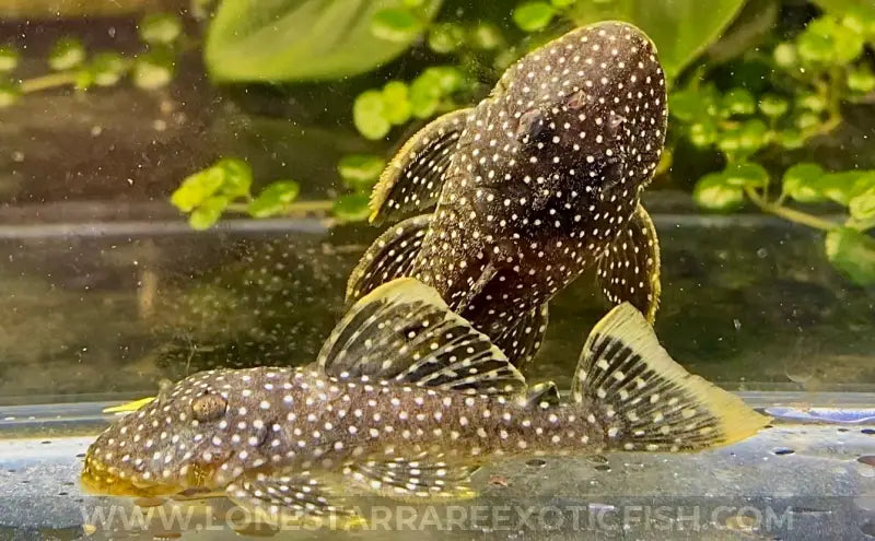 L81 Fine Spot Gold Nugget Pleco / Baryancistrus xanthellus For Sale Online | Lone Star Rare Exotic Fish Co.