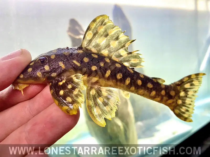 L82 Opal Pleco / Baryancistrus Xanthellus Live Freshwater Tropical Fish for Sale Online