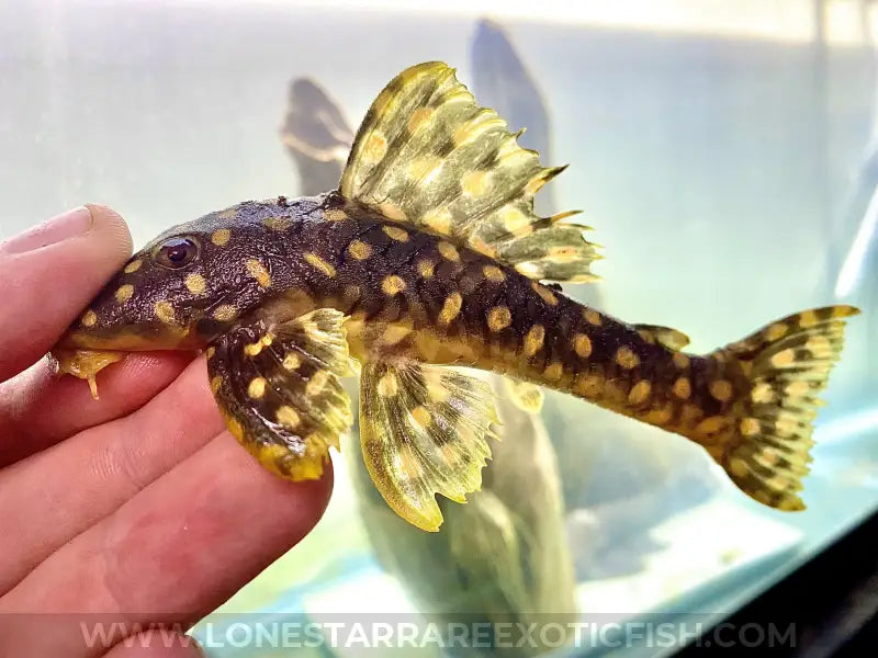 L82 Opal Pleco For Sale Online | Lone Star Rare Exotic Fish Co.