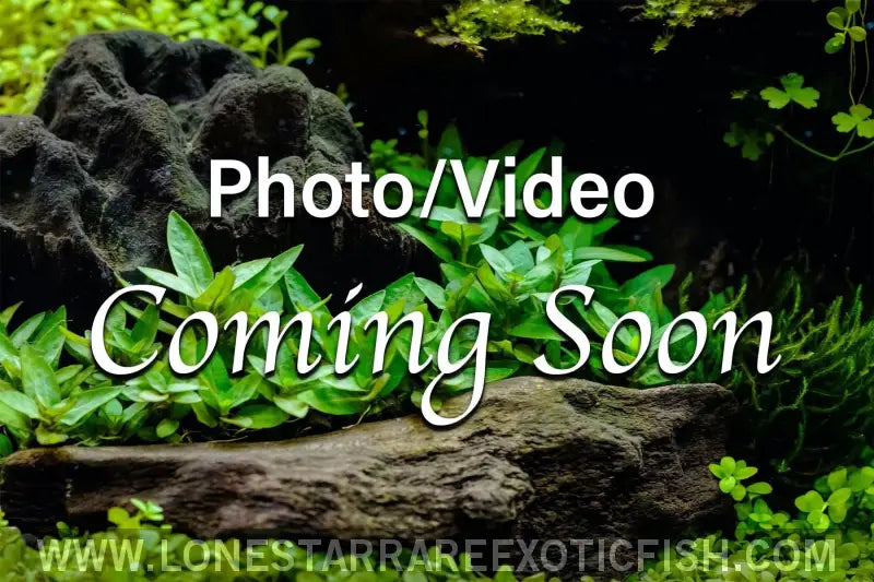 L97 Spotted Cactus Pleco / Pseudacanthicus Sp. Live Freshwater Tropical Fish for Sale Online