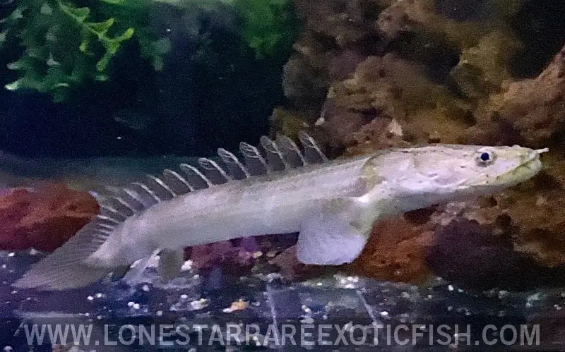 Bischer Fish Polypterus Bichirs For Sale Online | Lone Star Rare Exotic Fish Co.