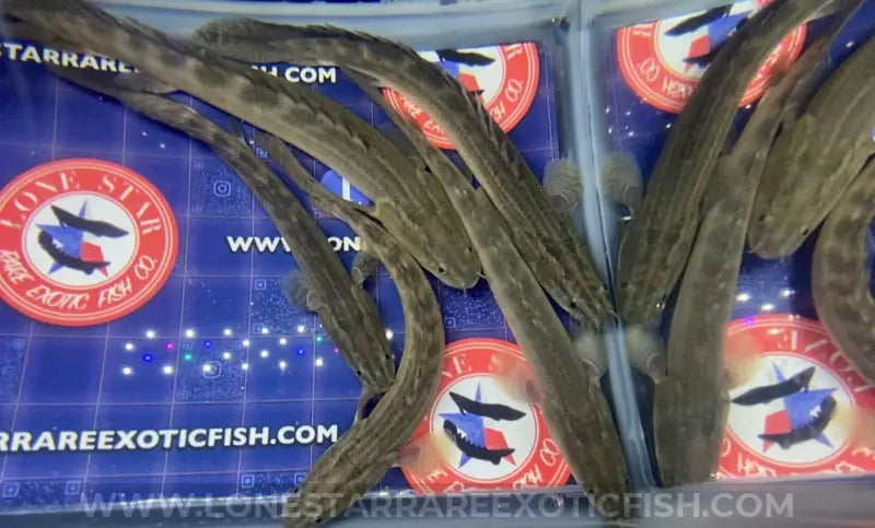 Lapradei Bichir / Polypterus lapradei For Sale Online | Lone Star Rare Exotic Fish Co.