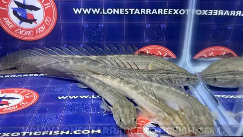 Lapradei Bichir / Polypterus lapradei For Sale Online | Lone Star Rare Exotic Fish Co.