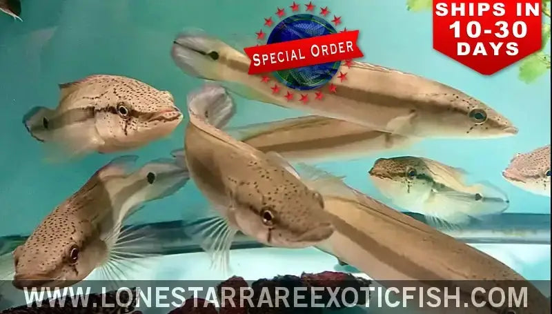 Lenticulata Pike Cichlid / Crenicichla Lenticulata (special Order) Live Freshwater Tropical Fish for Sale Online