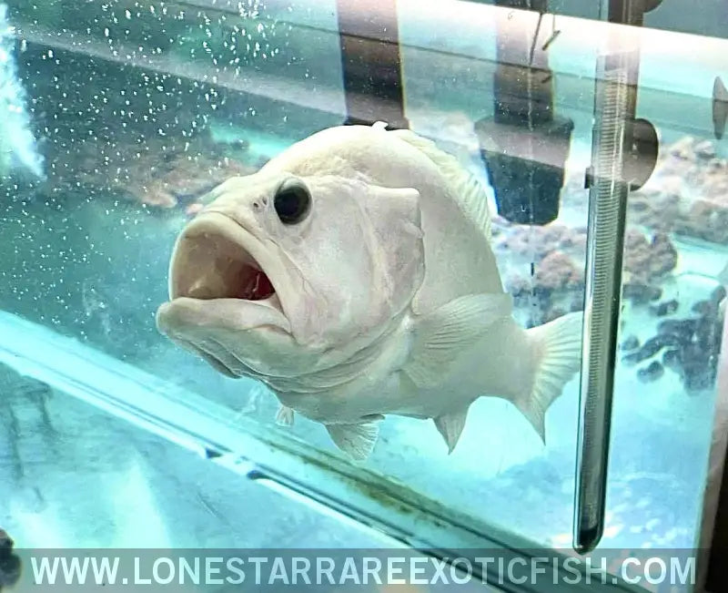 Leucistic Bumblebee Grouper Live Freshwater Tropical Fish for Sale Online