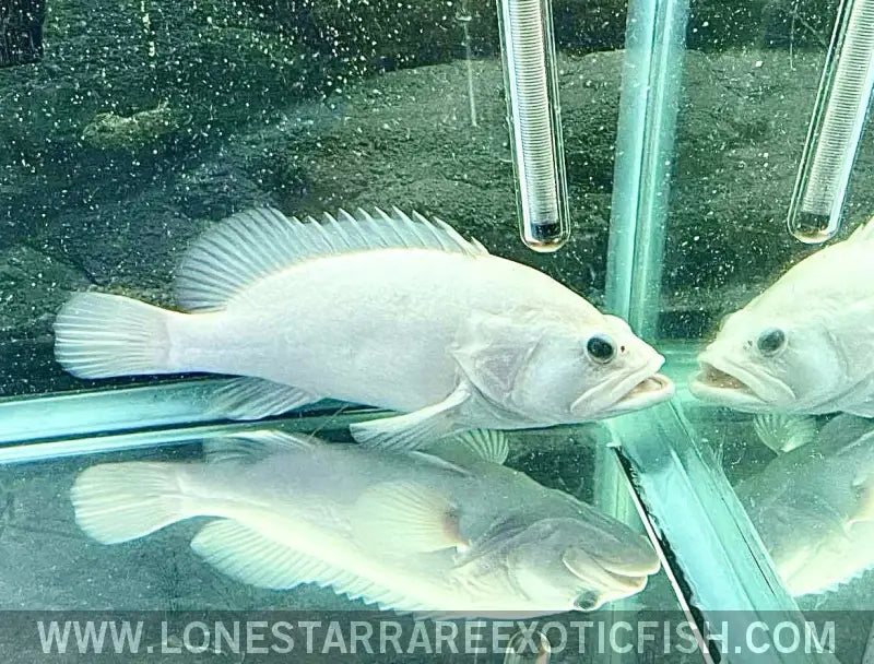 Leucistic Bumblebee Grouper Live Freshwater Tropical Fish for Sale Online