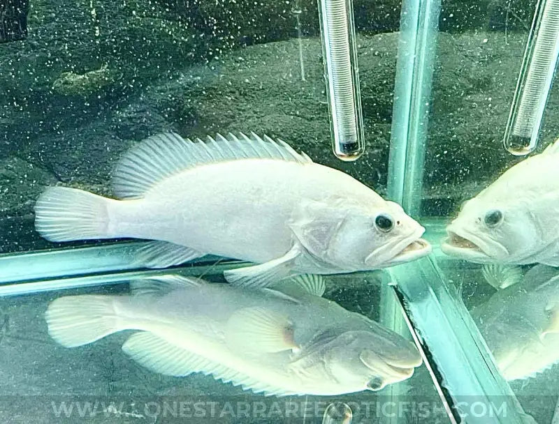 Leucistic Bumblebee Grouper For Sale Online | Lone Star Rare Exotic Fish Co.