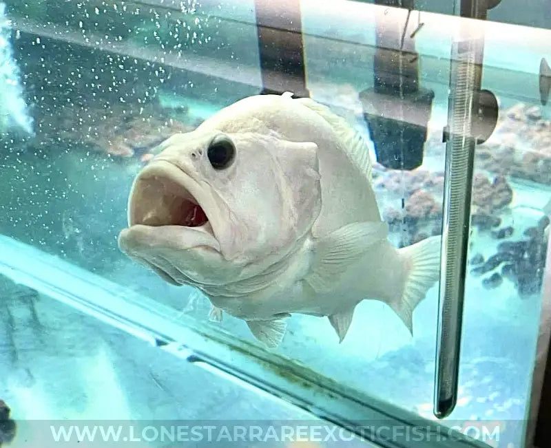 Leucistic Bumblebee Grouper For Sale Online | Lone Star Rare Exotic Fish Co.