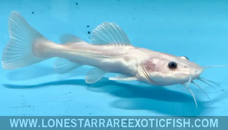 Leucistic Redtail Catfish / Phractocephalus Hemioliopterus Live Freshwater Tropical Fish for Sale Online