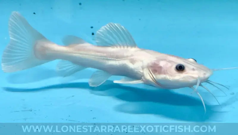 Leucistic Redtail Catfish / Phractocephalus hemioliopterus For Sale Online | Lone Star Rare Exotic Fish Co.