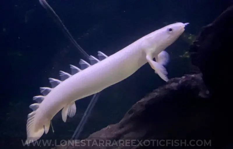 Leucistic Senegal Bichir / Polypterus senegalus For Sale Online | Lone Star Rare Exotic Fish Co.