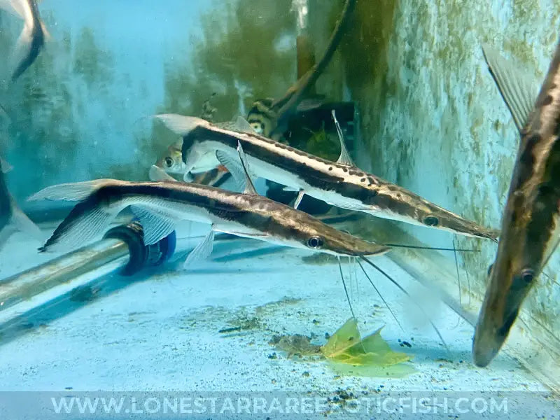 Lima Shovelnose Catfish For Sale Online | Lone Star Rare Exotic Fish Co.