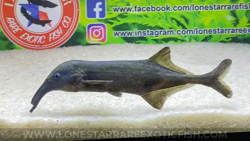 Long Nose Elephant Fish / Campylomormyrus rhynchophorus For Sale Online | Lone Star Rare Exotic Fish Co.