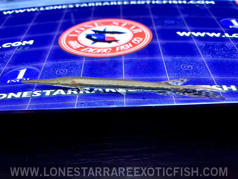 Longnose Gar Live Freshwater Tropical Fish for Sale Online
