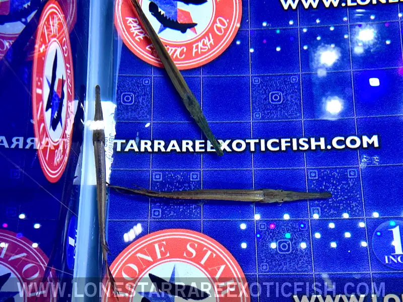 Longnose Gar Live Freshwater Tropical Fish for Sale Online