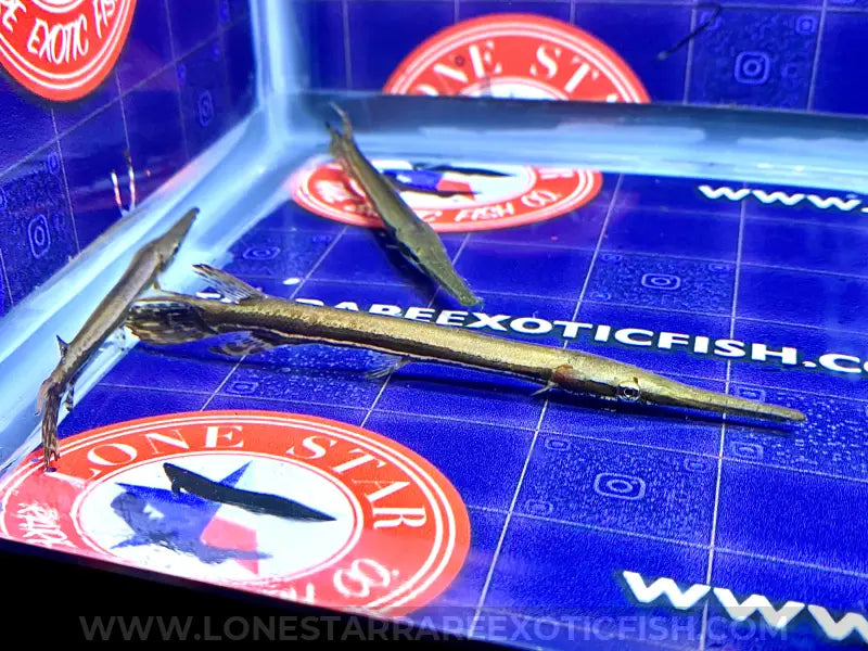 Longnose Gar For Sale Online | Lone Star Rare Exotic Fish Co.