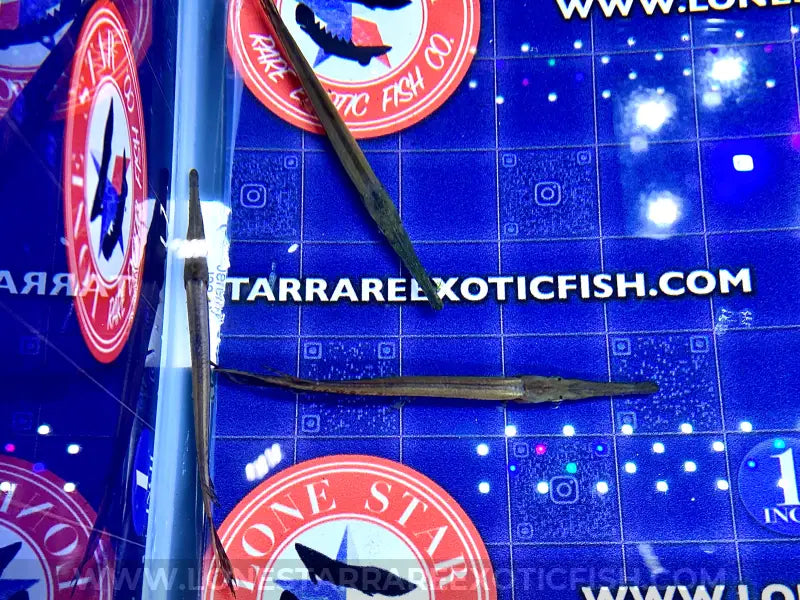 Longnose Gar For Sale Online | Lone Star Rare Exotic Fish Co.