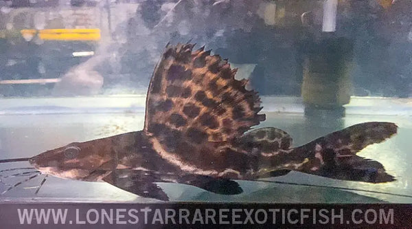 Marbled Sailfin Pim Catfish Leiarus Pictus for Sale Online