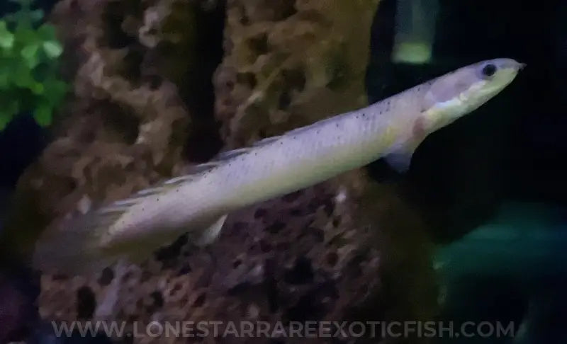 Marbled Senegal Bichir / Polypterus senegalus For Sale Online | Lone Star Rare Exotic Fish Co.