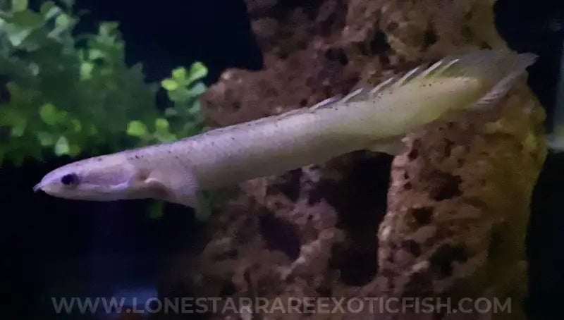 Marbled Senegal Bichir / Polypterus senegalus For Sale Online | Lone Star Rare Exotic Fish Co.