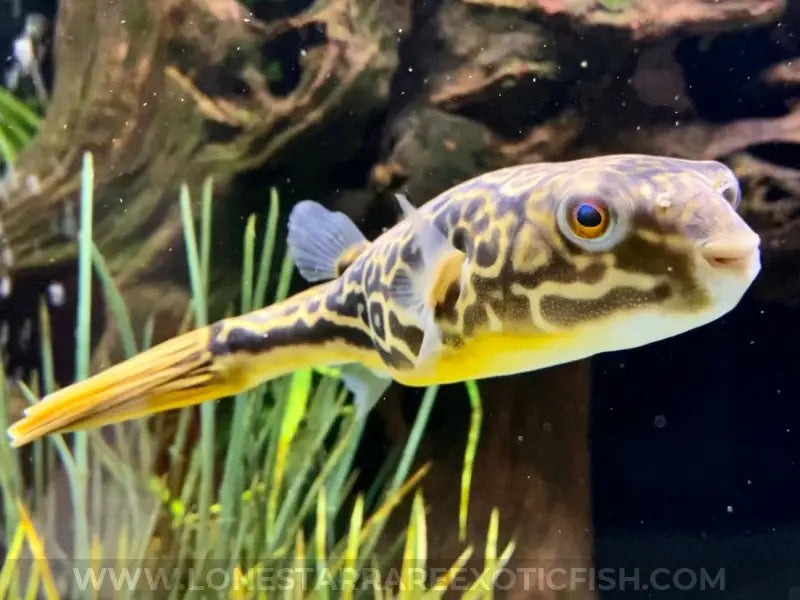 MBU Puffer / Tetraodon mbu For Sale Online | Lone Star Rare Exotic Fish Co.