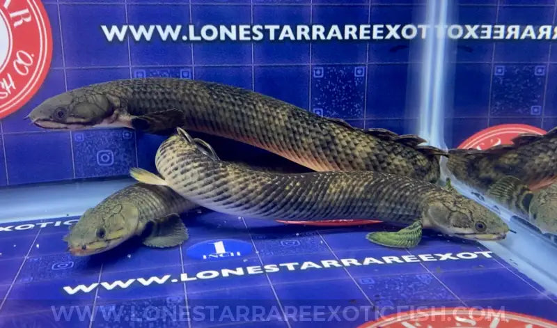 Mokele-Mbembe Bichir / Polypterus mokolembembe For Sale Online | Lone Star Rare Exotic Fish Co.