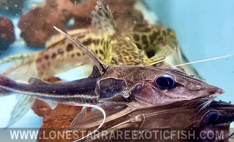 Morris’s Thorny Catfish / Hemidoras Morrisi Live Freshwater Tropical Fish for Sale Online