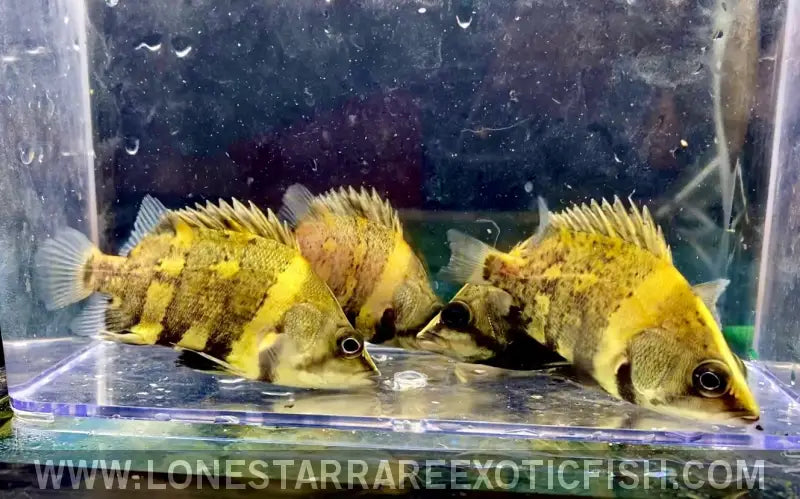 Ngt Datnoid / Datnioides Campbelli Live Freshwater Tropical Fish for Sale Online