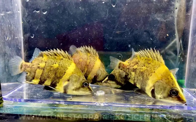 NGT Datnoid For Sale Online | Lone Star Rare Exotic Fish Co.