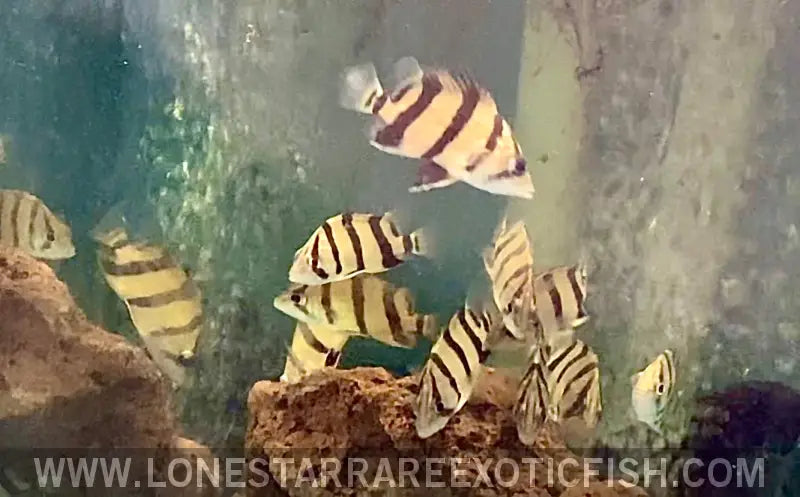 Ntt Datnoid / Northern Thailand Tigerfish / Datnioides Undecimradiatus Live Freshwater Tropical Fish for Sale Online