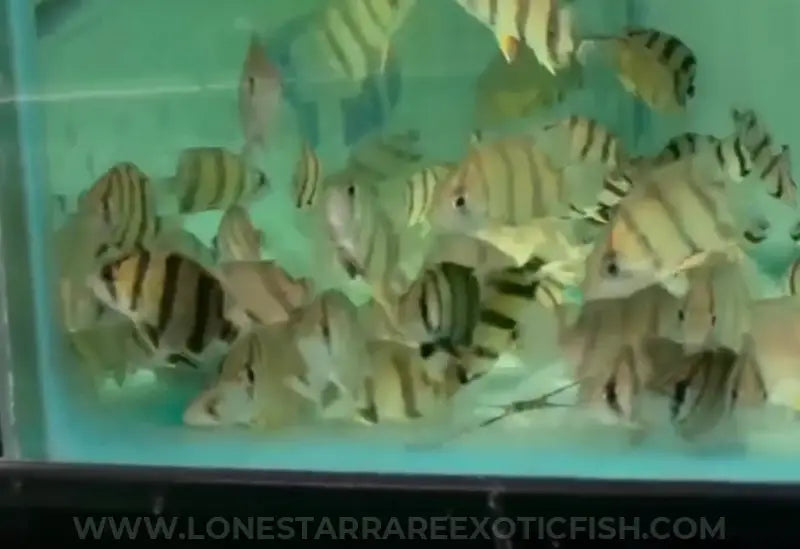 NTT Datnoid / Northern Thailand Tigerfish / Datnioides undecimradiatus For Sale Online | Lone Star Rare Exotic Fish Co.