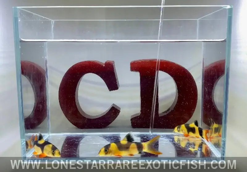 Oddball Clown Loaches - Wysiwyg Live Freshwater Tropical Fish for Sale Online