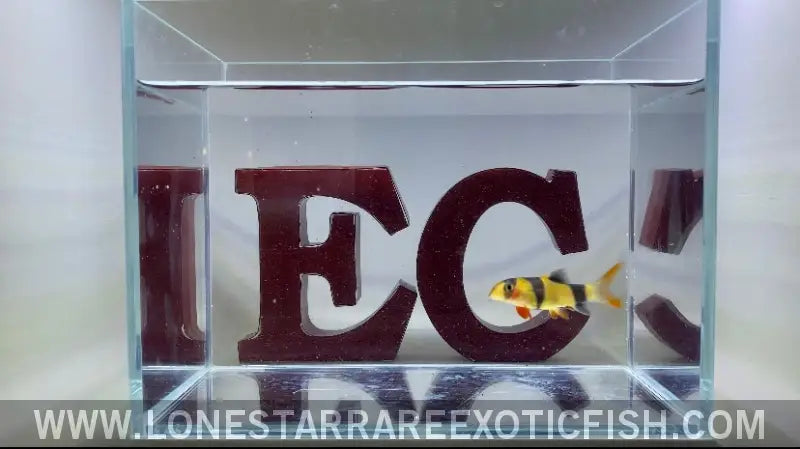 Oddball Clown Loaches - Wysiwyg Live Freshwater Tropical Fish for Sale Online