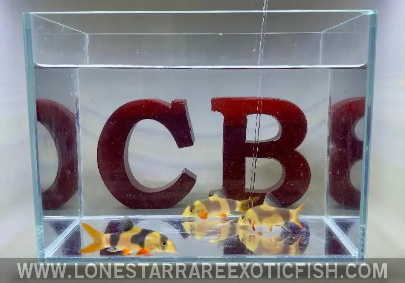 Oddball Clown Loaches - Wysiwyg Live Freshwater Tropical Fish for Sale Online