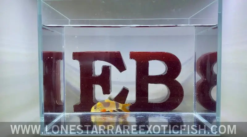 Oddball Clown Loaches - Wysiwyg Live Freshwater Tropical Fish for Sale Online