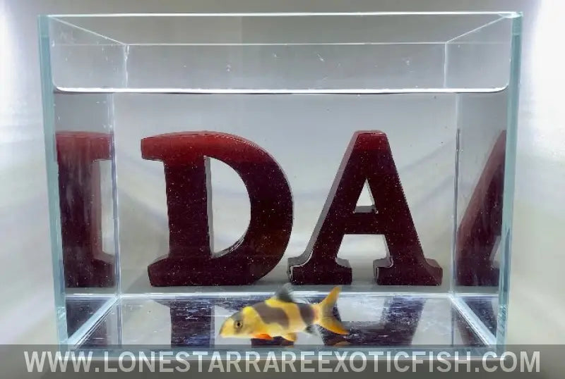 Oddball Clown Loaches - Wysiwyg Live Freshwater Tropical Fish for Sale Online