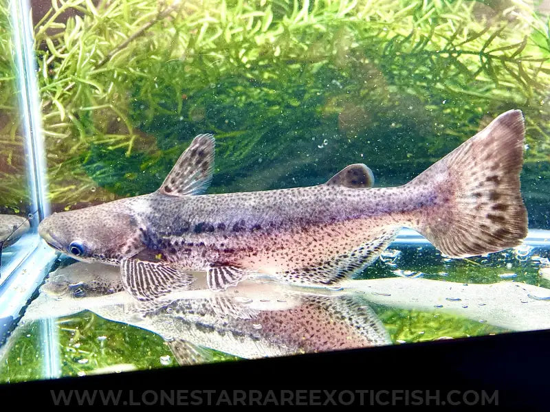 Orinoco Dolphin Catfish / Ageneiosus magoi For Sale Online | Lone Star Rare Exotic Fish Co.