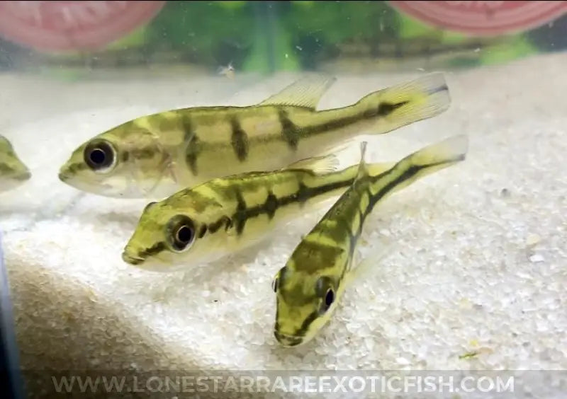 Orinoco Peacock Bass / Cichla orinocensis For Sale Online | Lone Star Rare Exotic Fish Co.