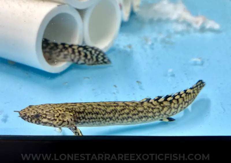 Ornate Bichir / Polypterus ornatipinnis For Sale Online | Lone Star Rare Exotic Fish Co.