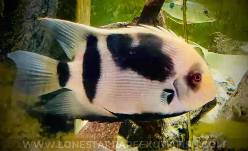 Panda Uaru Cichlid / fernandezyepezi For Sale Online | Lone Star Rare Exotic Fish Co.