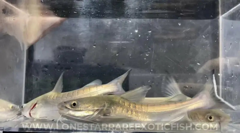 Papua New Guinea Catfish For Sale Online | Lone Star Rare Exotic Fish Co.