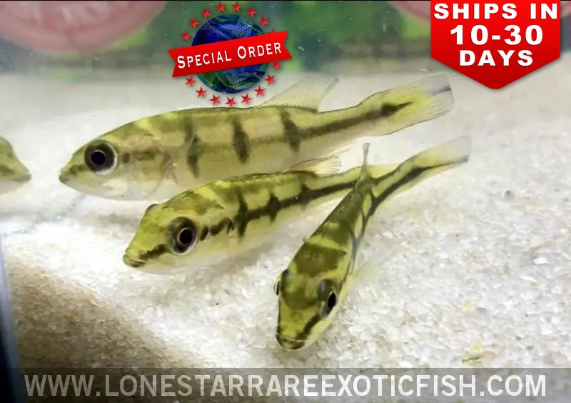 Orinoco Peacock Bass / Cichla orinocensis (Special Order)