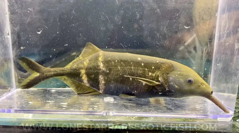 Peters’s Elephantnose / Gnathonemus petersii For Sale Online | Lone Star Rare Exotic Fish Co.
