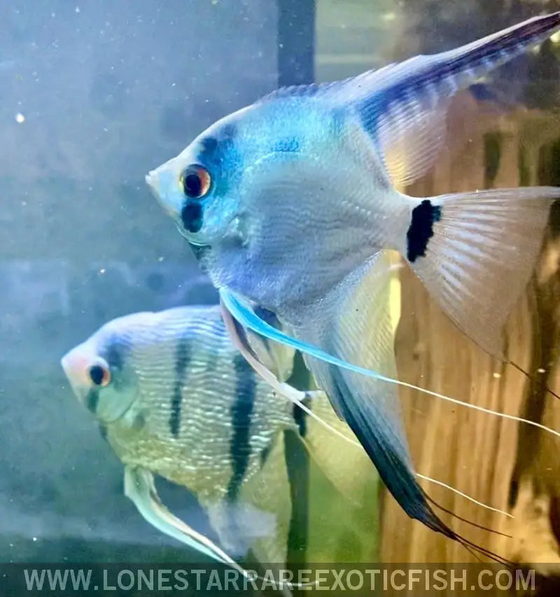 Freshwater angelfish for sale online outlet